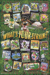 Skyglass - Assorted Posters (Flocked/Blacklight)